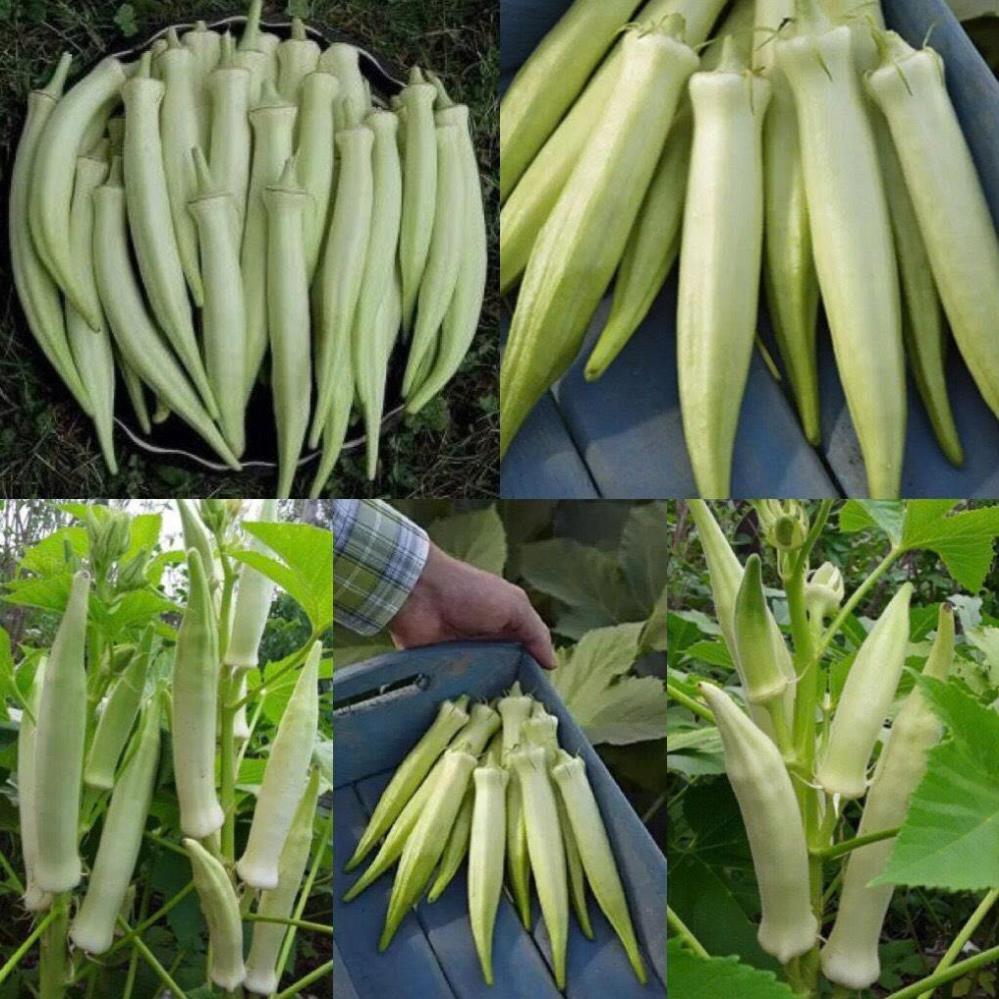 Hạt giống Đậu Bắp Trắng gói hàng công ty