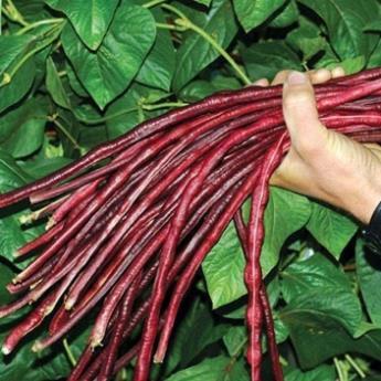 Hạt giống đậu đũa tím - hàng công ty