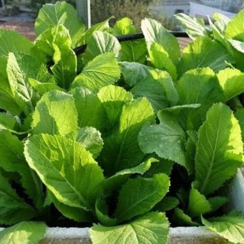 Hạt giống rau Cải bẹ xanh mỡ gói hàng công ty
