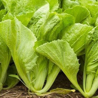Hạt giống rau Cải bẹ xanh mỡ gói hàng công ty