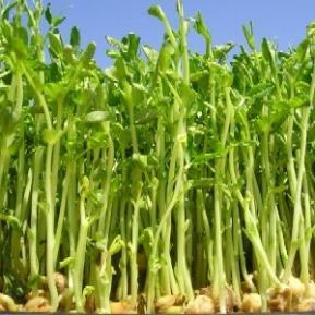 Hạt giống Mầm đậu Hà Lan  hàng công ty