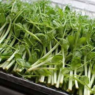 Hạt giống Mầm đậu Hà Lan  hàng công ty