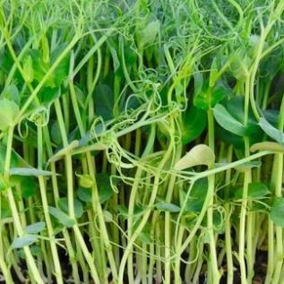 Hạt giống Mầm đậu Hà Lan  hàng công ty