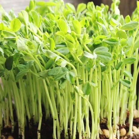 Hạt giống Mầm đậu Hà Lan  hàng công ty