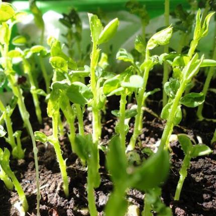 Hạt giống Mầm đậu Hà Lan  hàng công ty