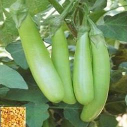 Hạt giống cà xanh mỡ trái dài dễ trồng