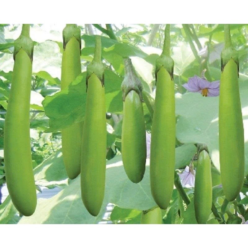 Hạt giống cà xanh mỡ trái dài dễ trồng