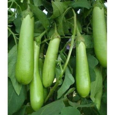 Hạt giống cà xanh mỡ trái dài dễ trồng