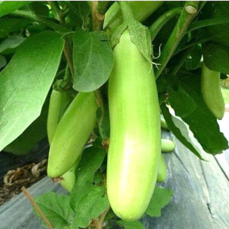 Hạt giống cà xanh mỡ trái dài dễ trồng