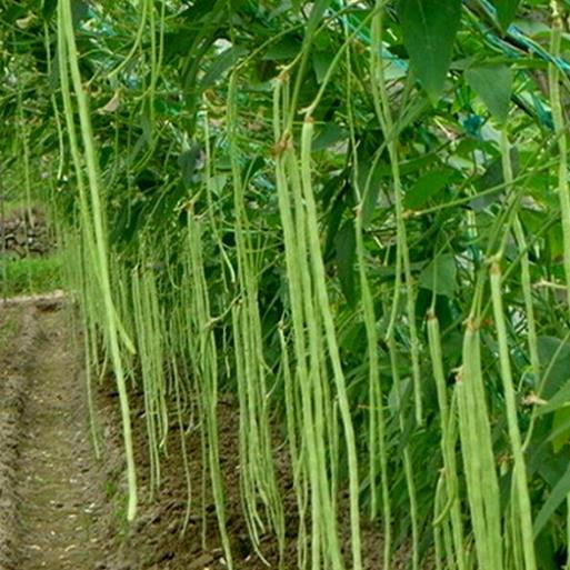Hạt giống Đậu Đũa hàng công ty