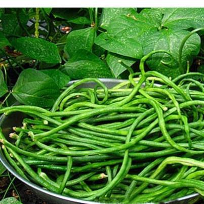 Hạt giống Đậu Đũa hàng công ty