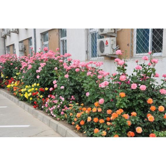 Hạt Giống Hoa Hồng Mix Đủ Loại