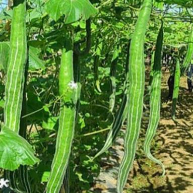 Hạt giống mướp rắn cao sản