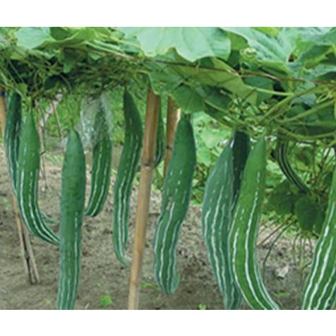 Hạt giống mướp rắn cao sản