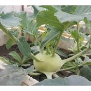 Hạt giống su hào xanh hàng công ty