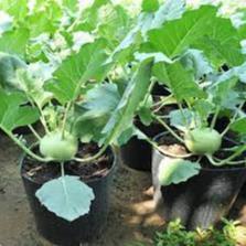 Hạt giống su hào xanh hàng công ty
