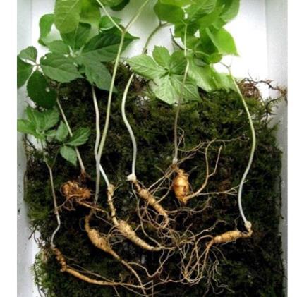 Hạt Giống Nhân sâm núi giống chịu nhiệt
