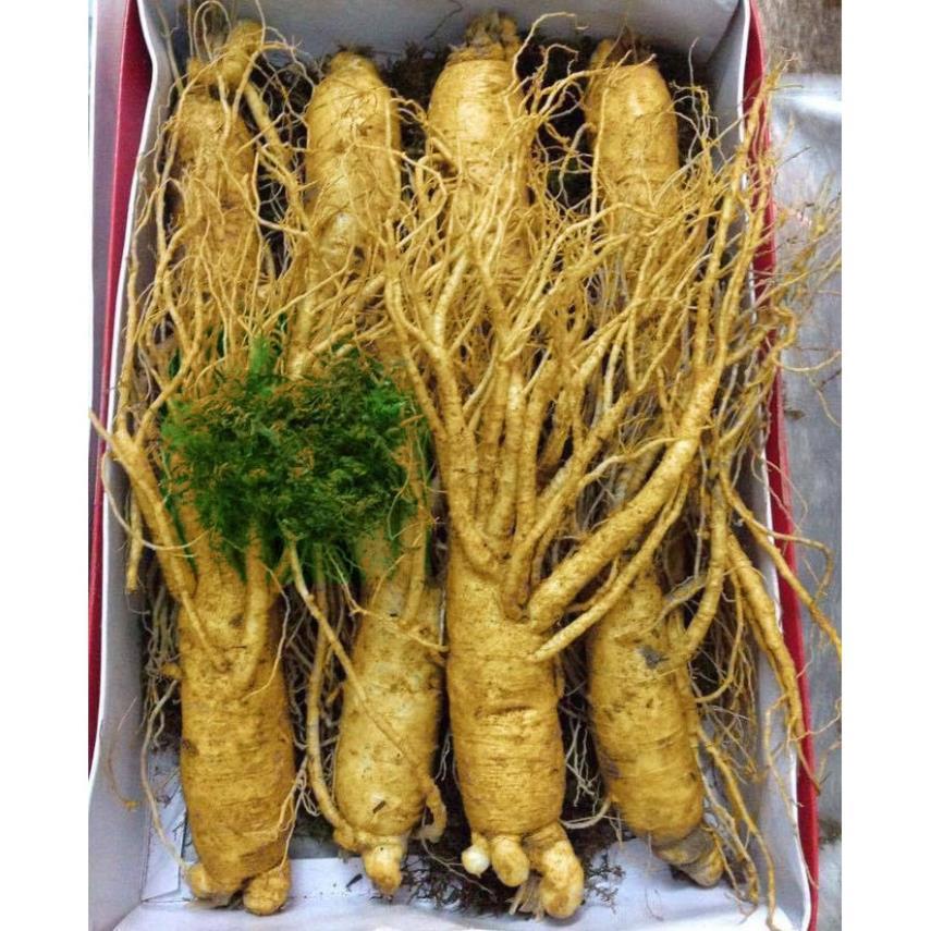 Hạt Giống Nhân sâm núi giống chịu nhiệt