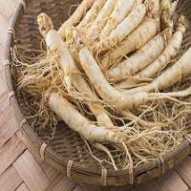 Hạt Giống Nhân sâm núi giống chịu nhiệt
