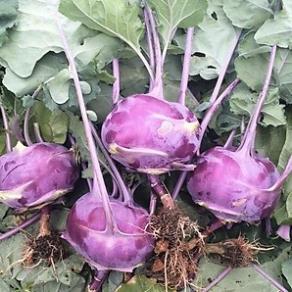 Hạt giống củ Su Hào Tím cao sản