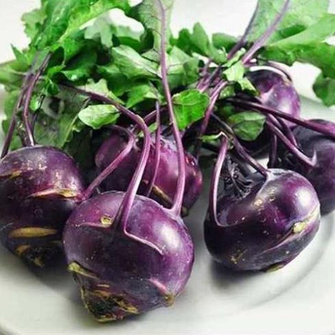 Hạt giống củ Su Hào Tím cao sản