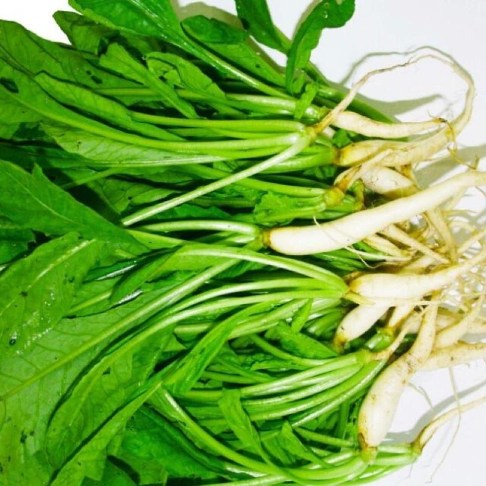 Hạt giống Củ Cải Trắng Hà Nội hàng chính hãng công ty đóng gói