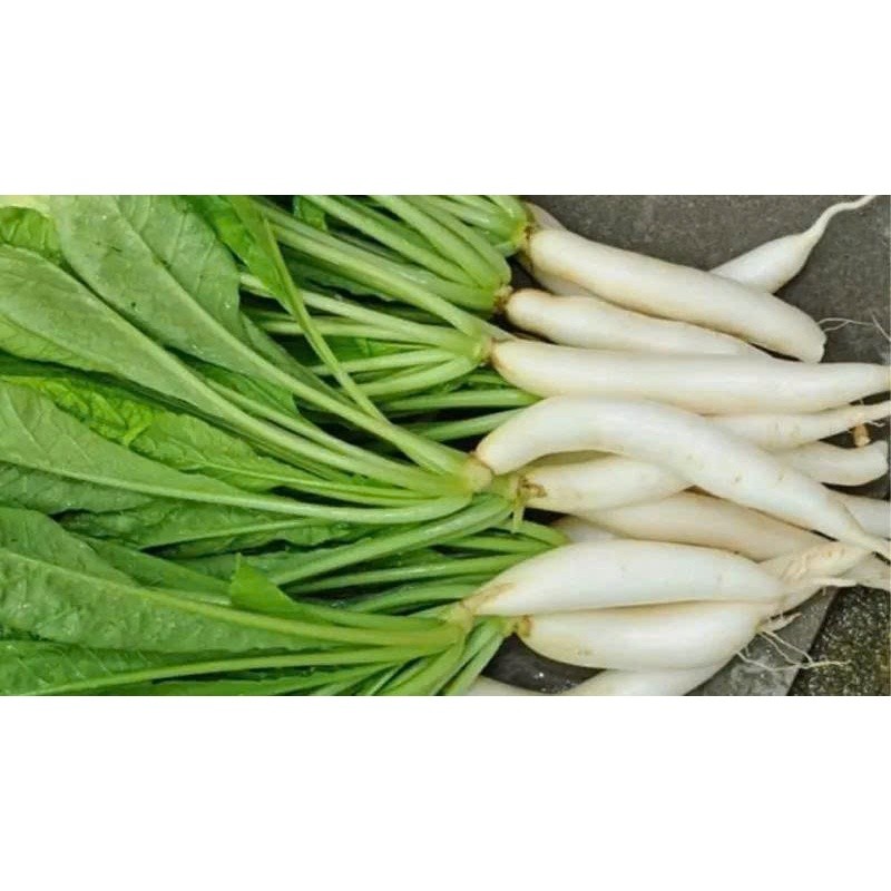 Hạt giống Củ Cải Trắng Hà Nội hàng chính hãng công ty đóng gói