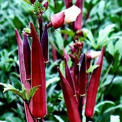 Hạt giống Đậu Bắp Đỏ gói 5gram hàng công ty