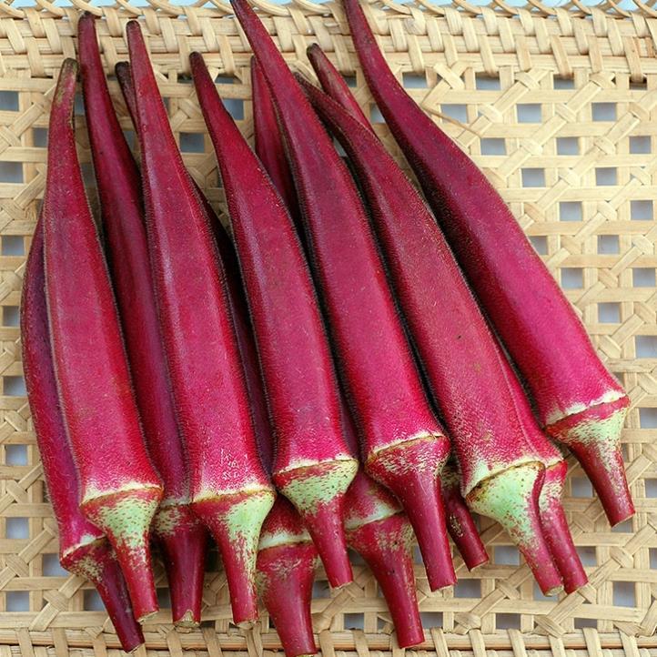 Hạt giống Đậu Bắp Đỏ gói 5gram hàng công ty
