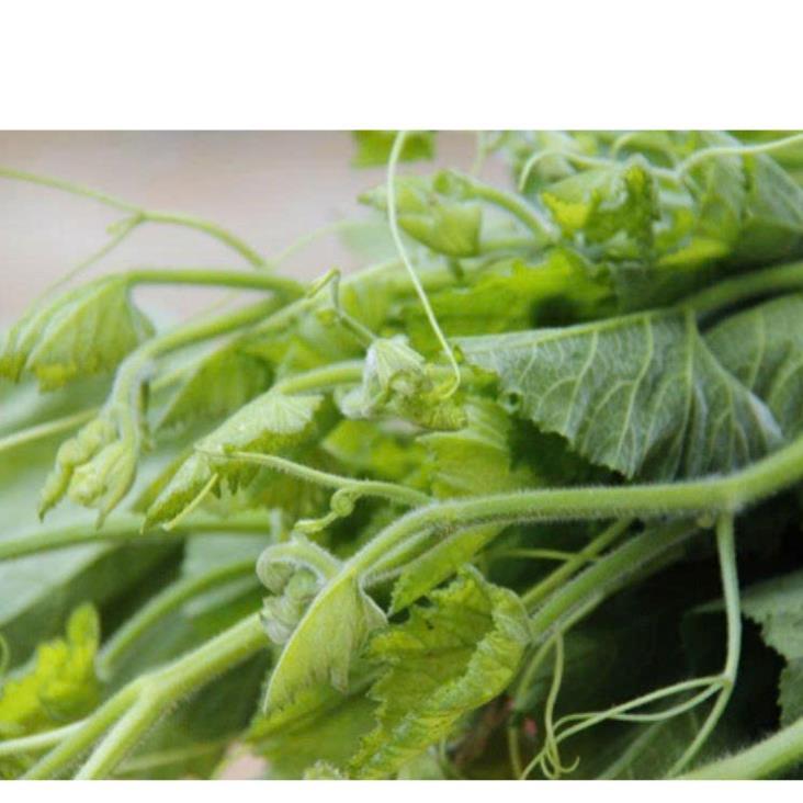 Hạt giống Mướp Siêu Đọt 1gr hàng công ty