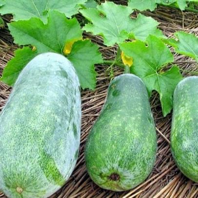 Hạt giống  Bí Đao xanh hàng công ty