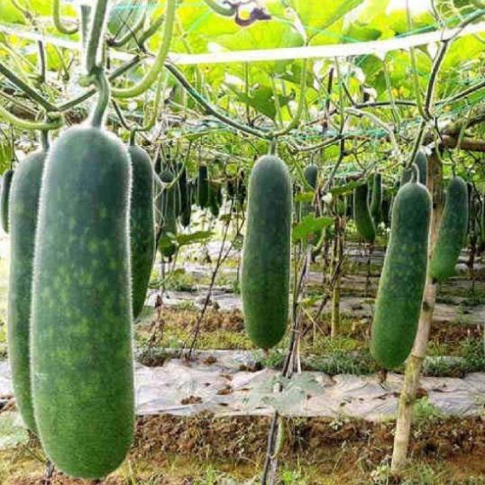 Hạt giống  Bí Đao xanh hàng công ty