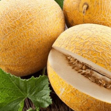 Hạt giống Dưa lưới vàng hàng công ty