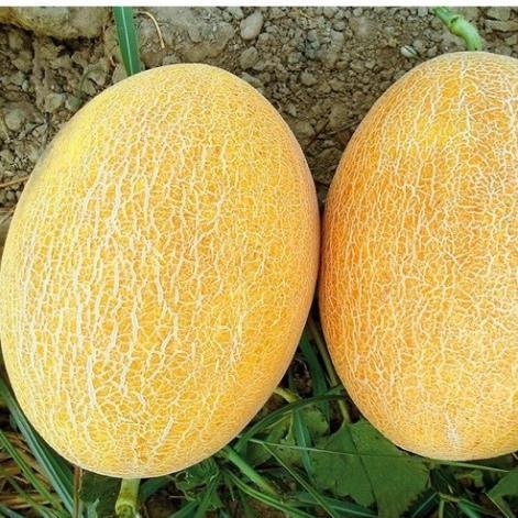 Hạt giống Dưa lưới vàng hàng công ty