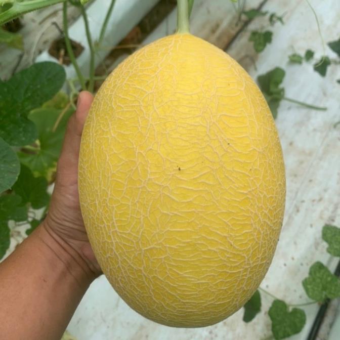 Hạt giống Dưa lưới vàng hàng công ty