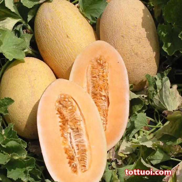 Hạt giống Dưa lưới vàng hàng công ty