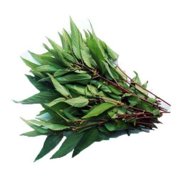 Hạt giống rau Rau Đay hàng công ty