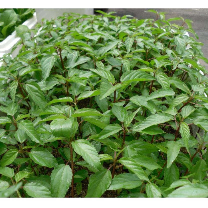 Hạt giống rau Rau Đay hàng công ty