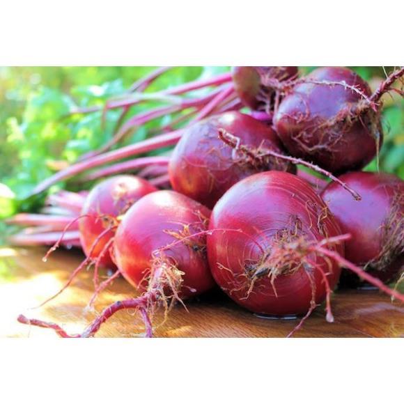 Hạt giống củ dền đỏ hàng công ty