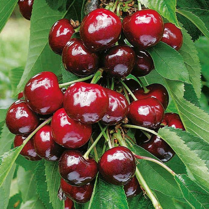 Hạt giống cherry chịu nhiệt