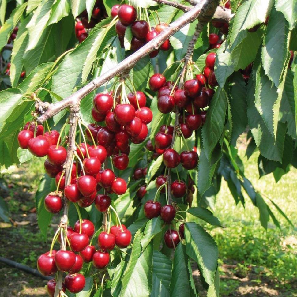 Hạt giống cherry chịu nhiệt