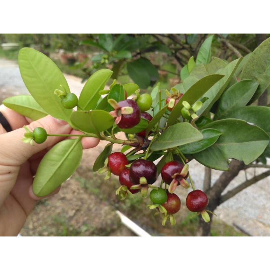Hạt giống cherry chịu nhiệt