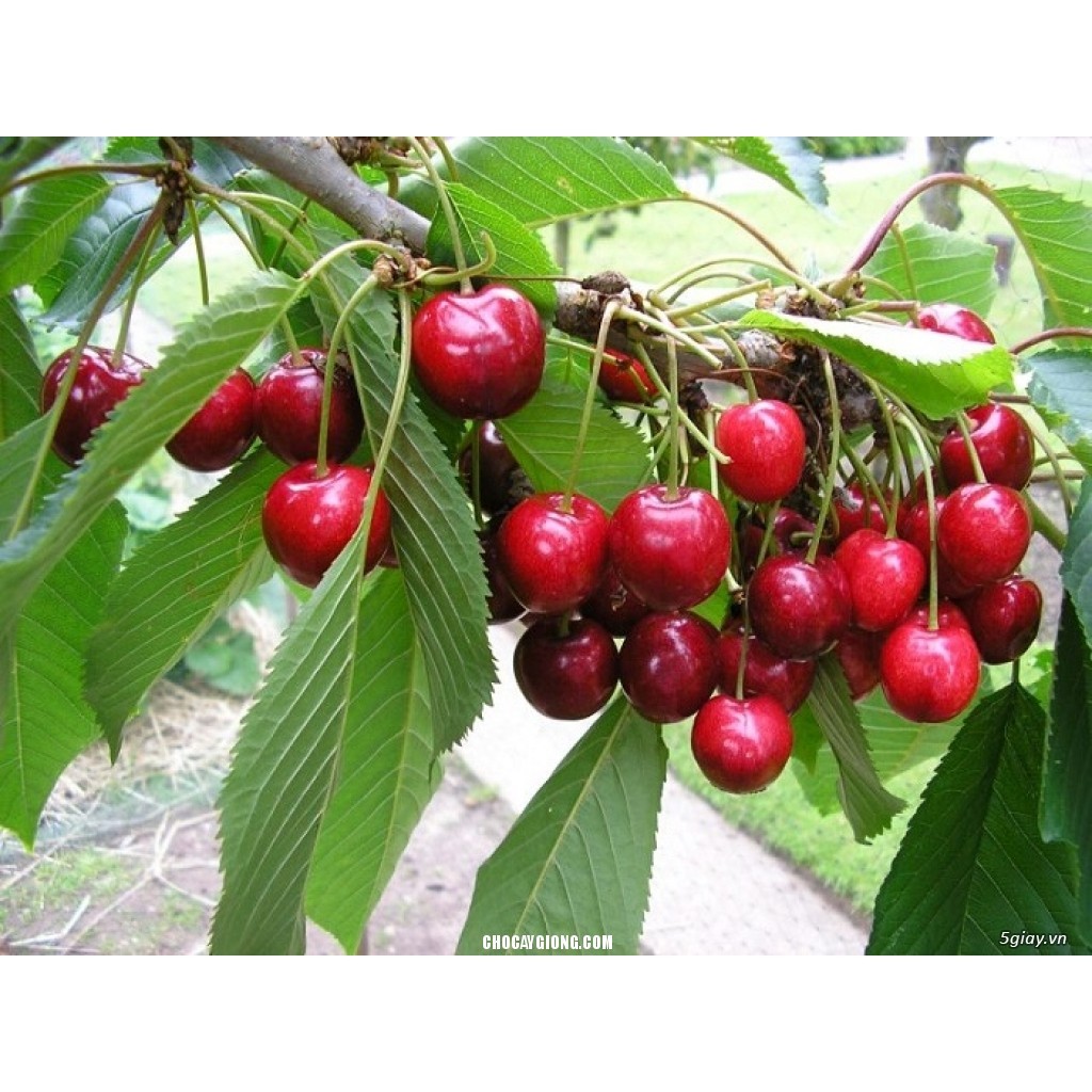 Hạt giống cherry chịu nhiệt