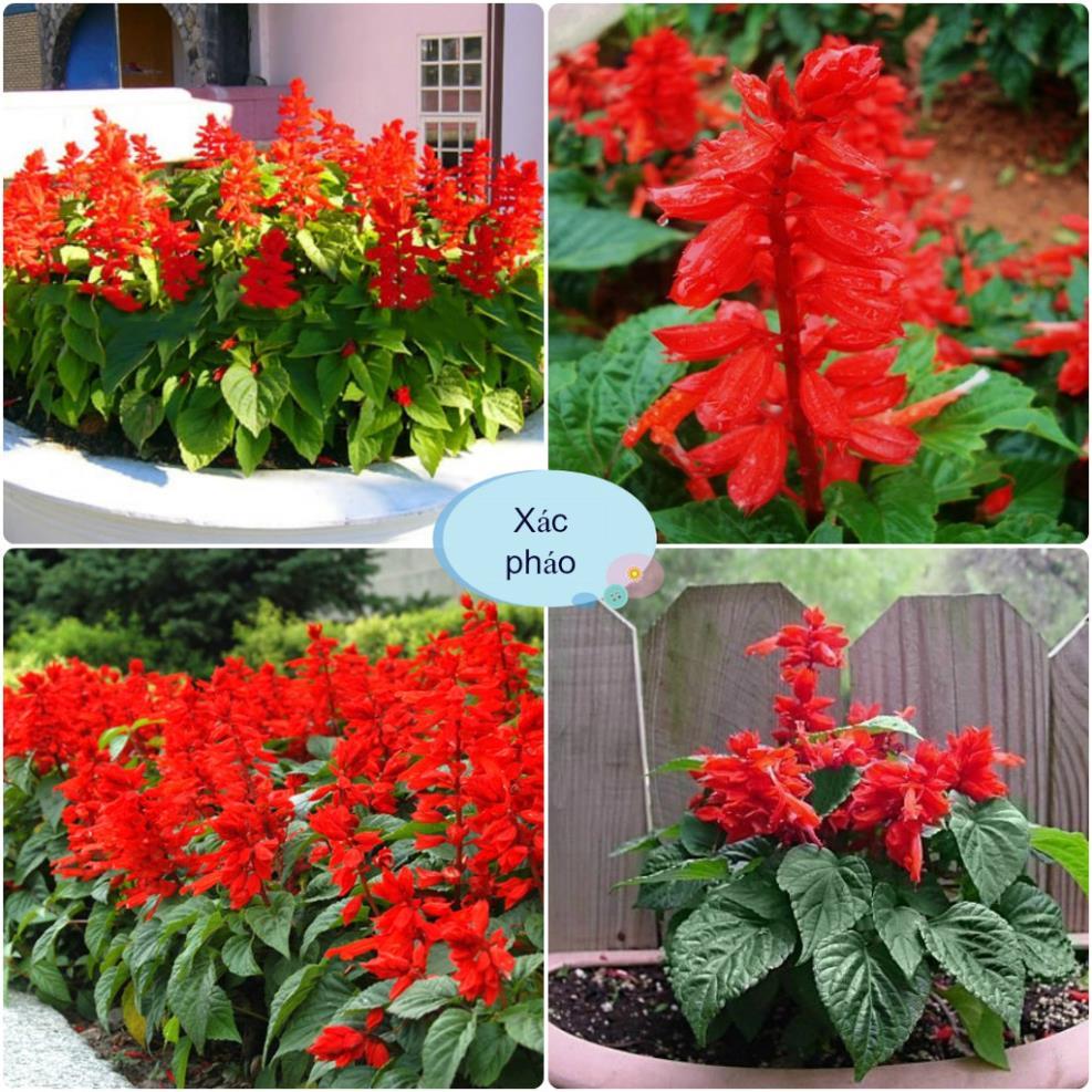 Hạt Giống Hoa Xác Pháo Rất Bền Hoa