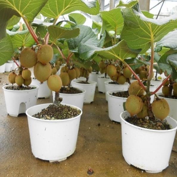 Hạt giống cây kiwi nhập khẩu