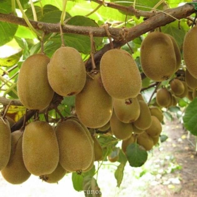 Hạt giống cây kiwi nhập khẩu