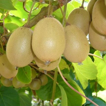 Hạt giống cây kiwi nhập khẩu
