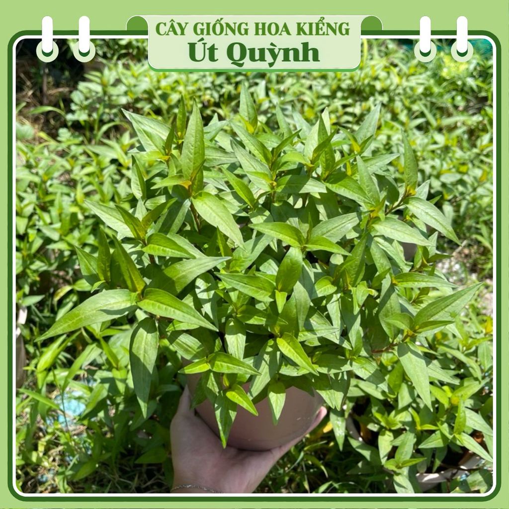 [Hỏa Tốc HCM] Chậu Cây Rau Răm trồng sẵn tại vườn siêu sạch - Vườn Rau ...