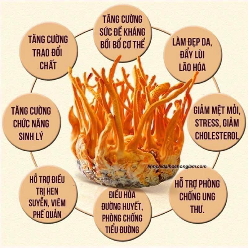 Nước Đông Trùng Hạ Thảo Cao Cấp Hàn Quốc 30 Gói x 70ml Hộp Vàng ( hàng mới về )