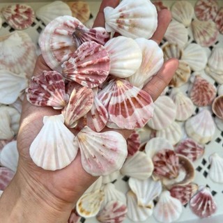 [Hàng tuyển] Vỏ sò kim cương màu tự nhiên hàng đẹp🌊
